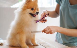 dog grooming training