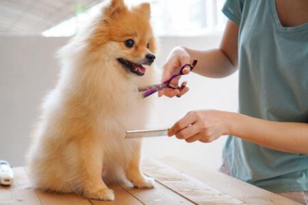 dog grooming training