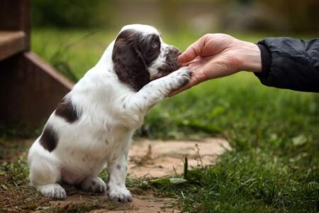 basic puppy training