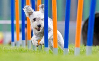 best agility dogs