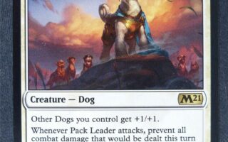 pack leader dog training