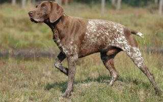 german shorthaired pointer training