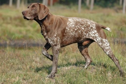 german shorthaired pointer training