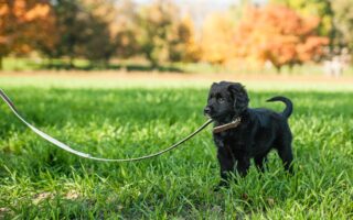 training puppy to walk on leash