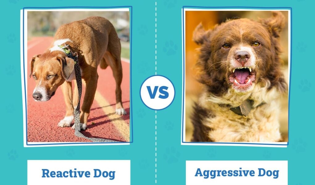 dog reactive to other dogs