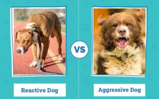 dog reactive to other dogs