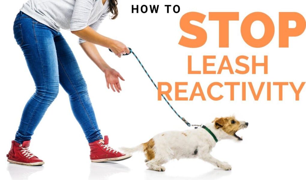 leash reactivity