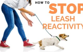 leash reactivity