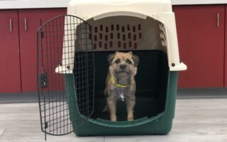 crate training a rescue dog