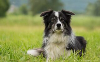 border collie puppy training