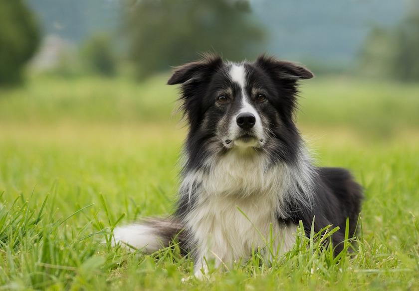 border collie puppy training