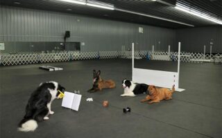 dog training center near me