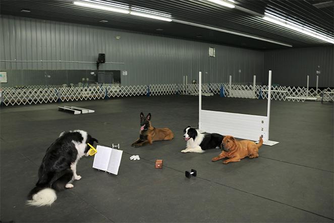 dog training center near me