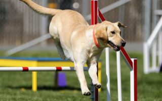 tricks to teach your dog easy