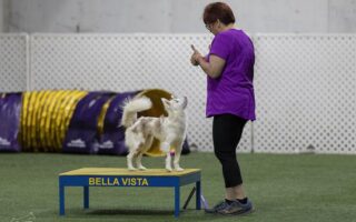 deaf dog training