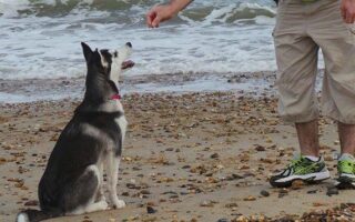 husky training near me