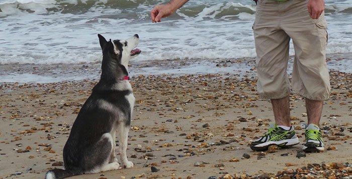 husky training near me