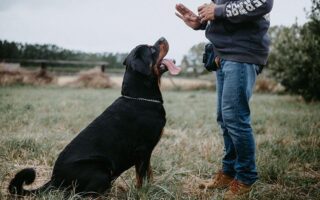 obedience training near me