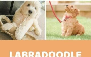 labradoodle training