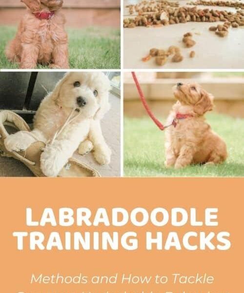 labradoodle training