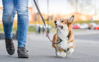 loose leash walking training