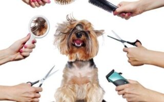 dog grooming training near me