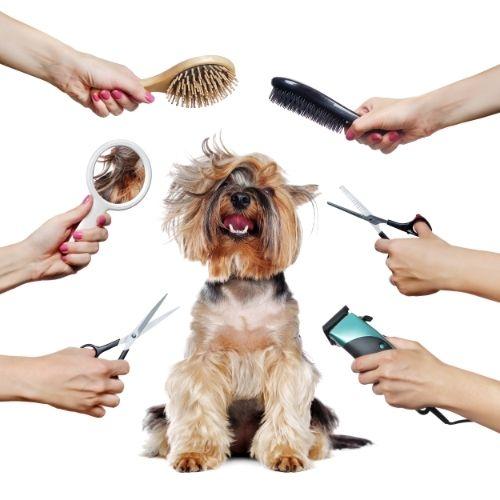 dog grooming training near me