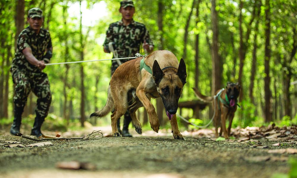 sniffer dog training