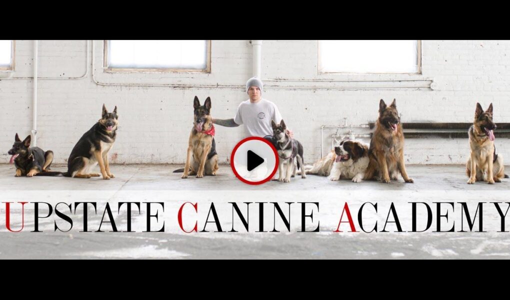 upstate canine academy