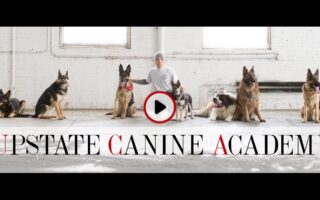 upstate canine academy