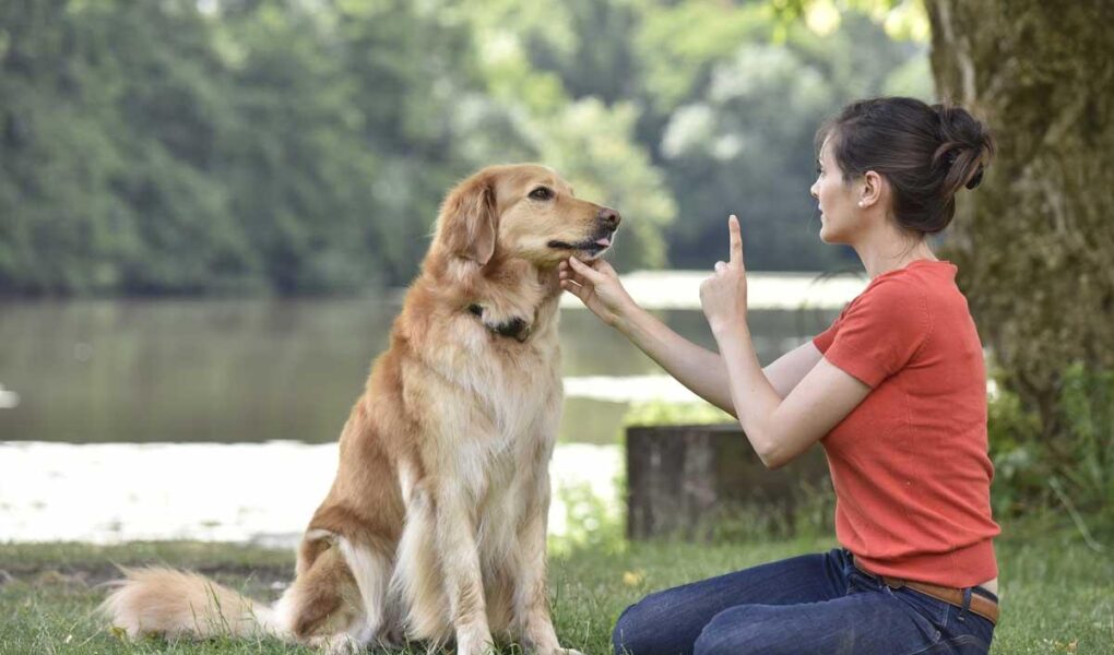 teach dog to speak