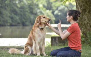 teach dog to speak