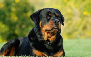 rottweiler training near me