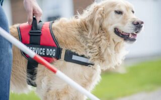 free service dog training near me