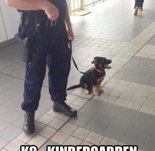 k9 kindergarten