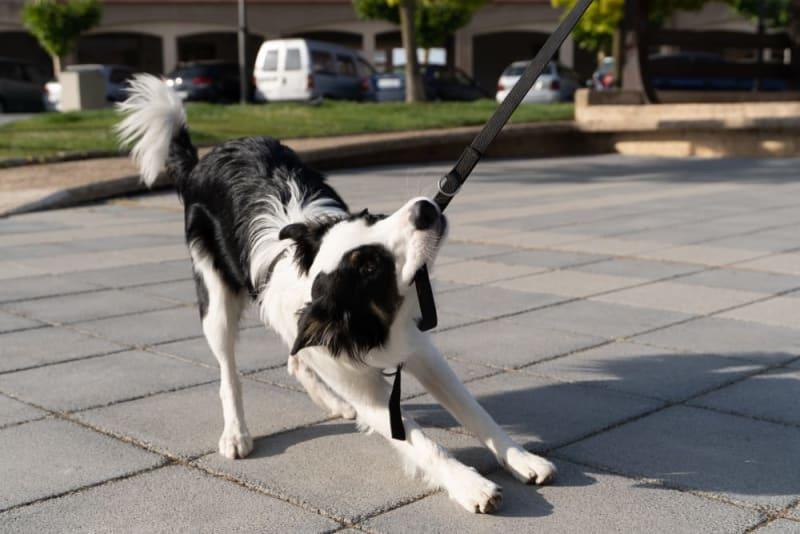 leash aggression