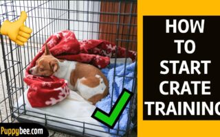 crate training