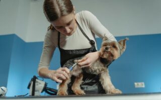 free dog grooming courses near me