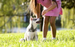 in home puppy training