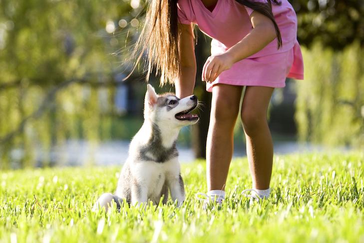 in home puppy training