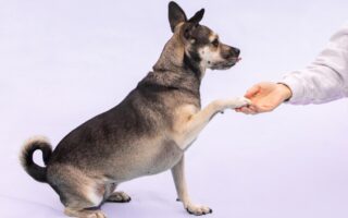 dog training courses near me