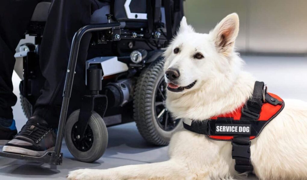 service dog programs