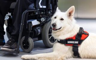 service dog programs