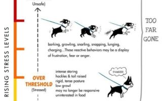 reactive dog training near me