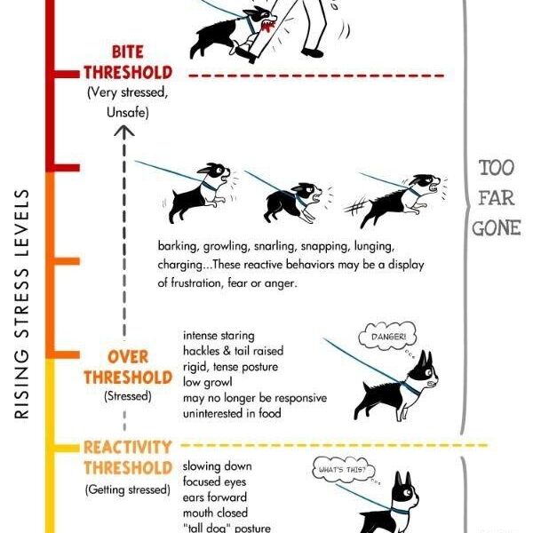 reactive dog training near me