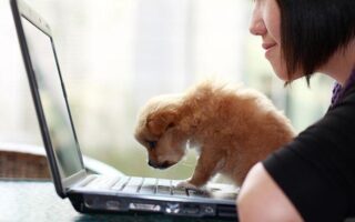 online puppy training