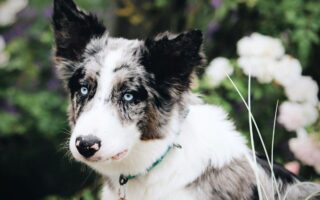 border collie tricks