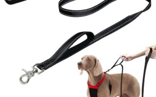 leash training adult dog