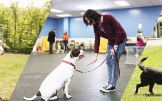 dog training academy