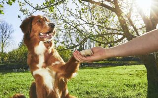 canine training